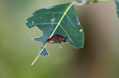 Trypanophora semihyalina