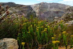 Athanasia cuneifolia