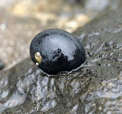 Nerita melanotragus