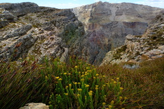 Athanasia cuneifolia