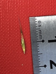 Rytidosperma setaceum