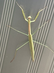 Tenodera blanchardi