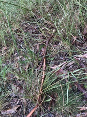 Rytidosperma setaceum