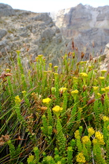 Athanasia cuneifolia