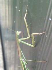 Tenodera blanchardi
