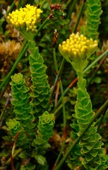 Athanasia cuneifolia