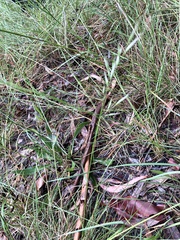 Rytidosperma setaceum