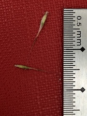 Rytidosperma setaceum