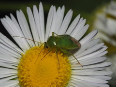 Apolygus spinolae