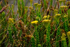 Athanasia cuneifolia