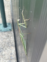 Tenodera blanchardi