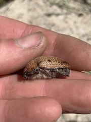 Anoplognathus velutinus