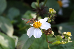 Episyrphus balteatus