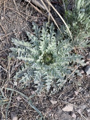 Cirsium scariosum