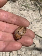 Anoplognathus velutinus