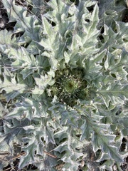 Cirsium scariosum