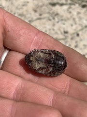 Anoplognathus velutinus