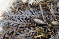 Carpophyllum maschalocarpum