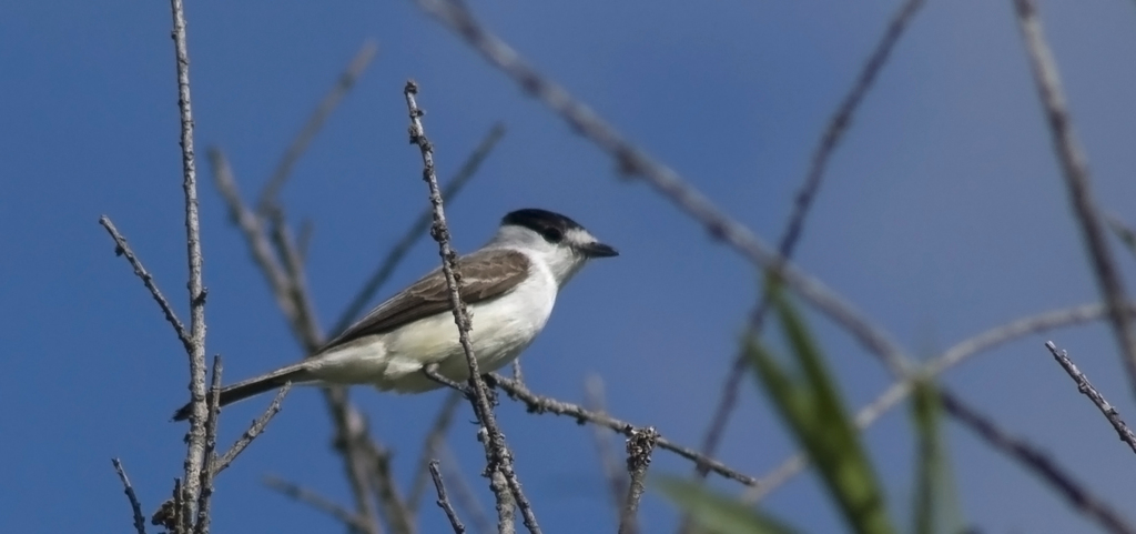 White-naped Xenopsaris