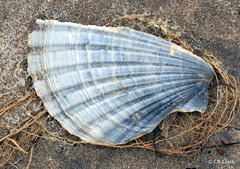 Pecten novaezelandiae