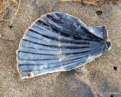 Pecten novaezelandiae