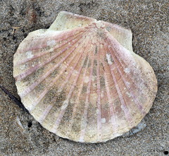 Pecten novaezelandiae