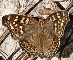 Junonia erigone