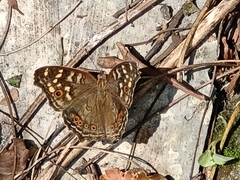 Junonia erigone