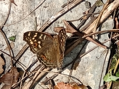 Junonia erigone