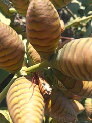 Probergrothius angolensis