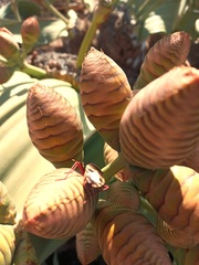 Probergrothius angolensis