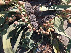 Probergrothius angolensis