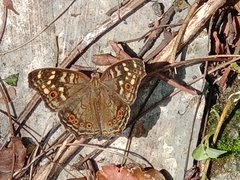 Junonia erigone