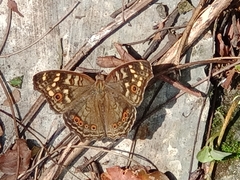 Junonia erigone