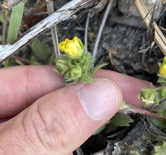 Potentilla wheeleri