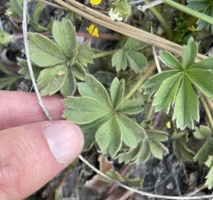 Potentilla wheeleri