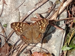 Junonia erigone