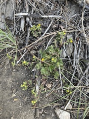 Potentilla wheeleri