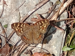 Junonia erigone