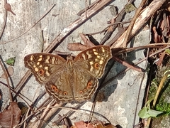 Junonia erigone