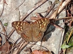 Junonia erigone