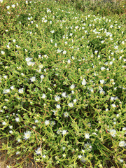 Mesembryanthemum crystallinum