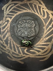 Eupoecila australasiae