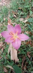Zephyranthes carinata