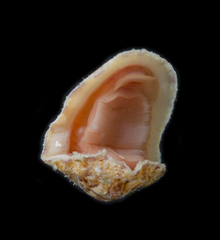Ischnochiton