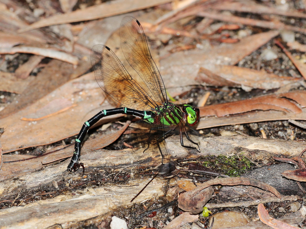 Green-striped Darner