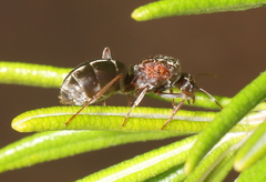 Anoplolepis