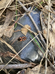 Spilostethus pacificus