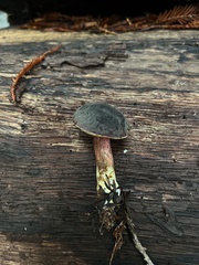 Xerocomellus atropurpureus