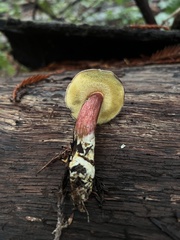 Xerocomellus atropurpureus